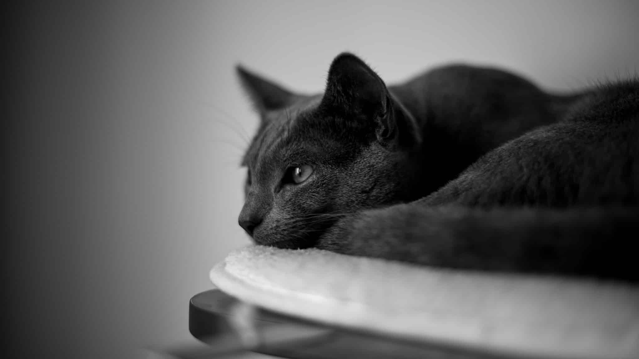 Tips for Editing Cat Photos | Learn Photography by Zoner Photo Studio