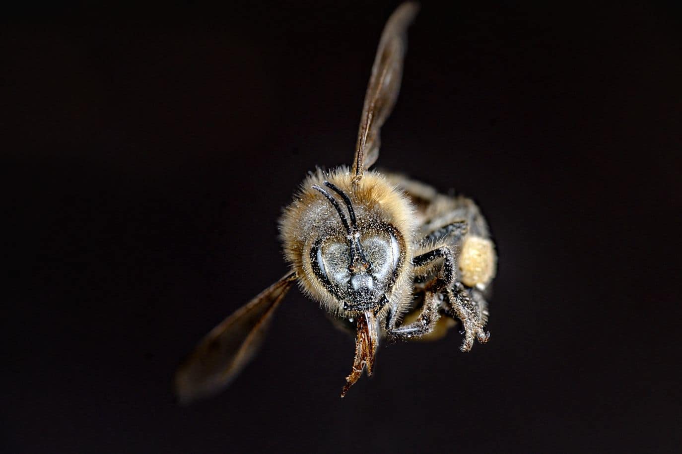 Hacks That Will Improve Your Macro Photos , bee