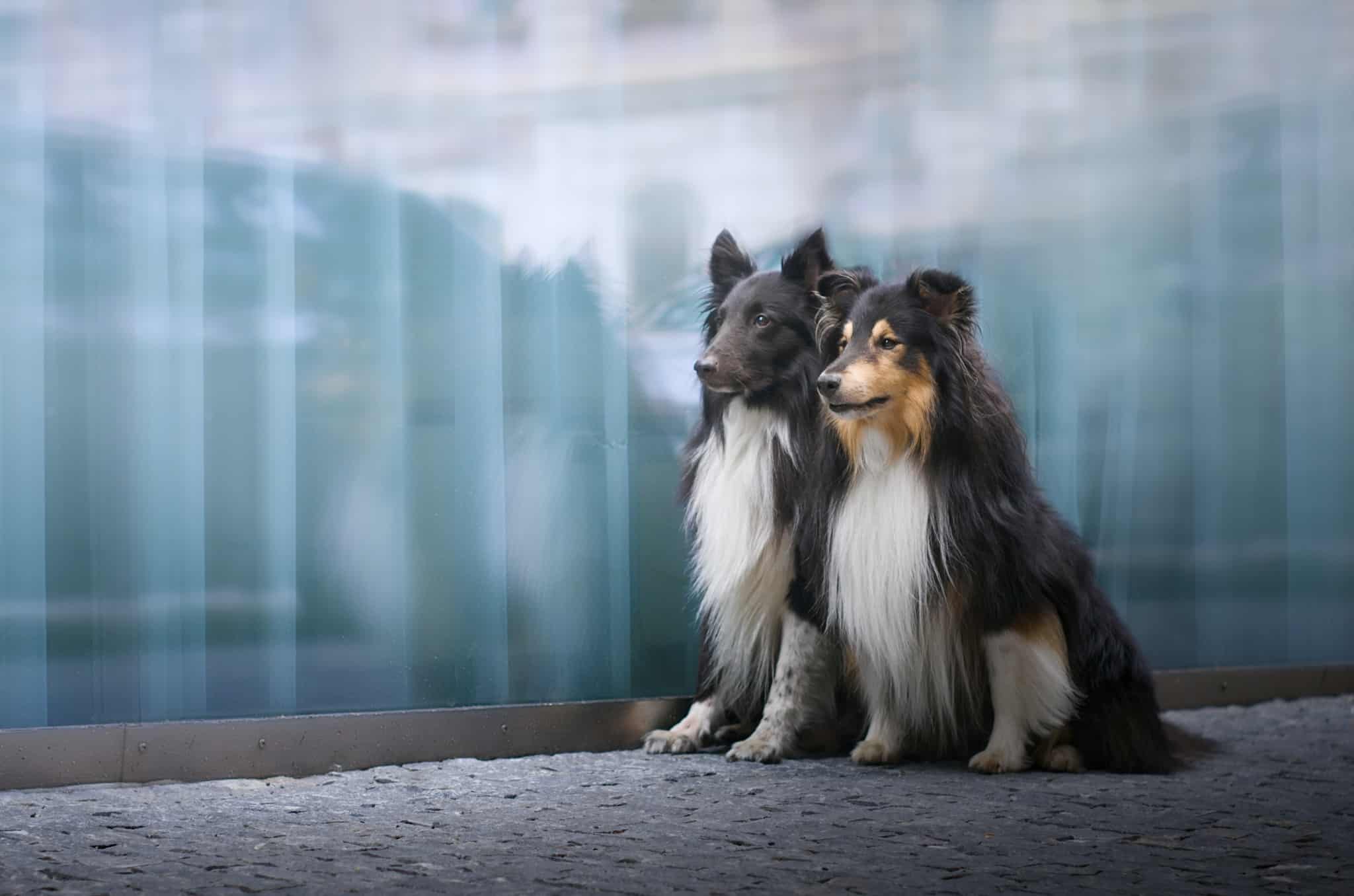 Míša Malá and Eliška Hrůzová agree that dog photography is not always easy