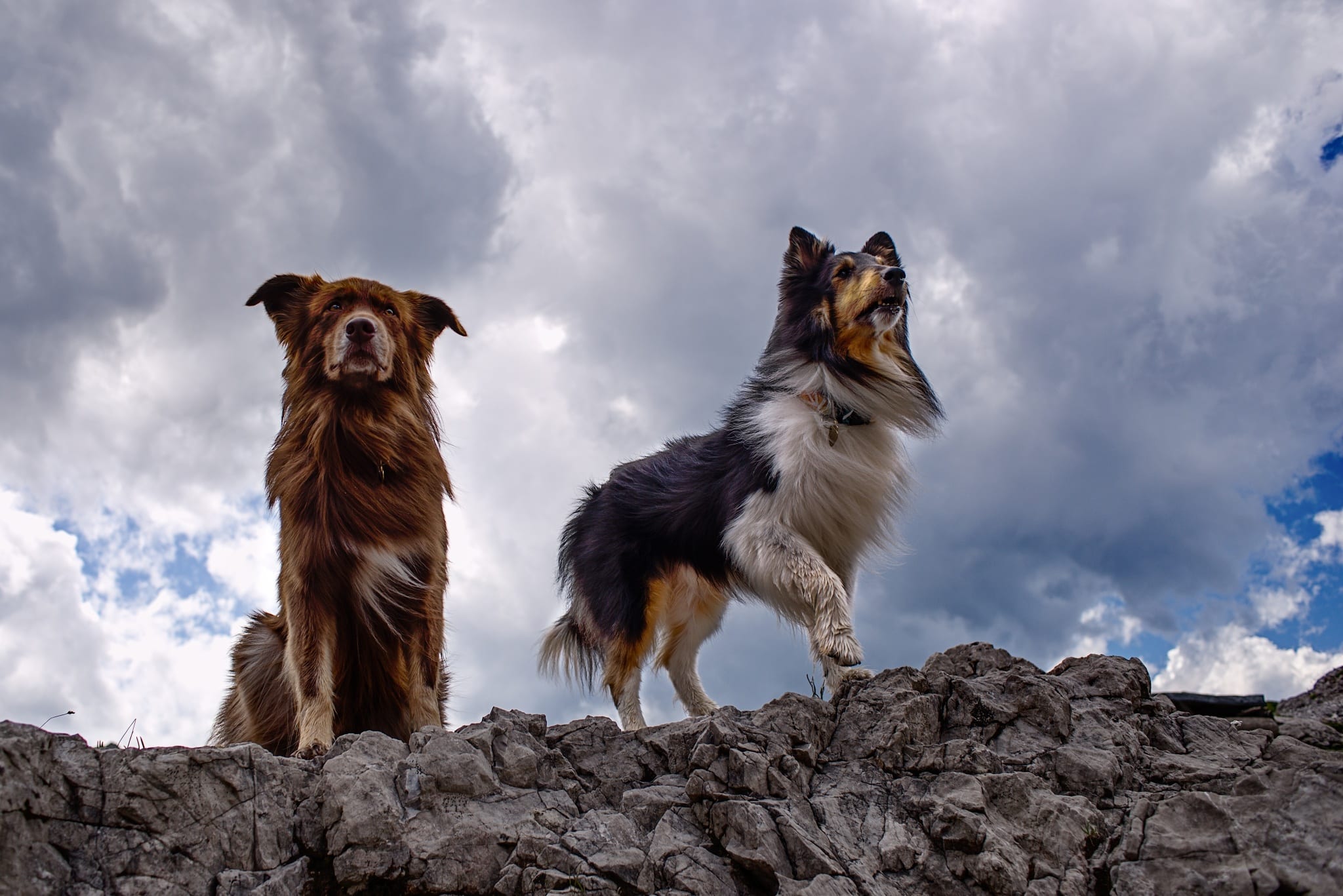 Míša Malá and Eliška Hrůzová agree that dog photography is not always easy