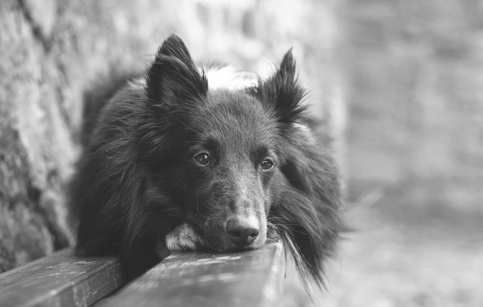 Míša Malá and Eliška Hrůzová agree that dog photography is not always easy