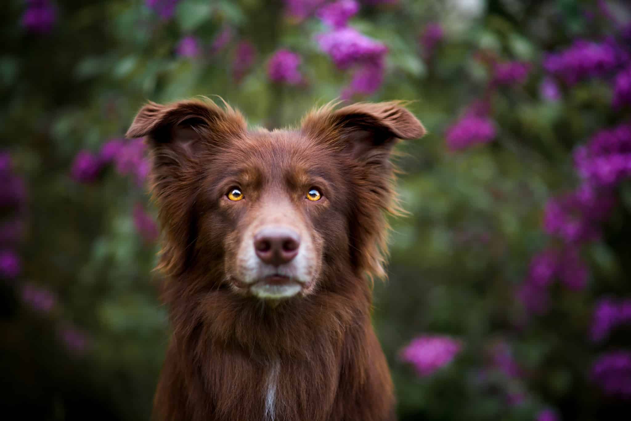 Míša Malá and Eliška Hrůzová agree that dog photography is not always easy