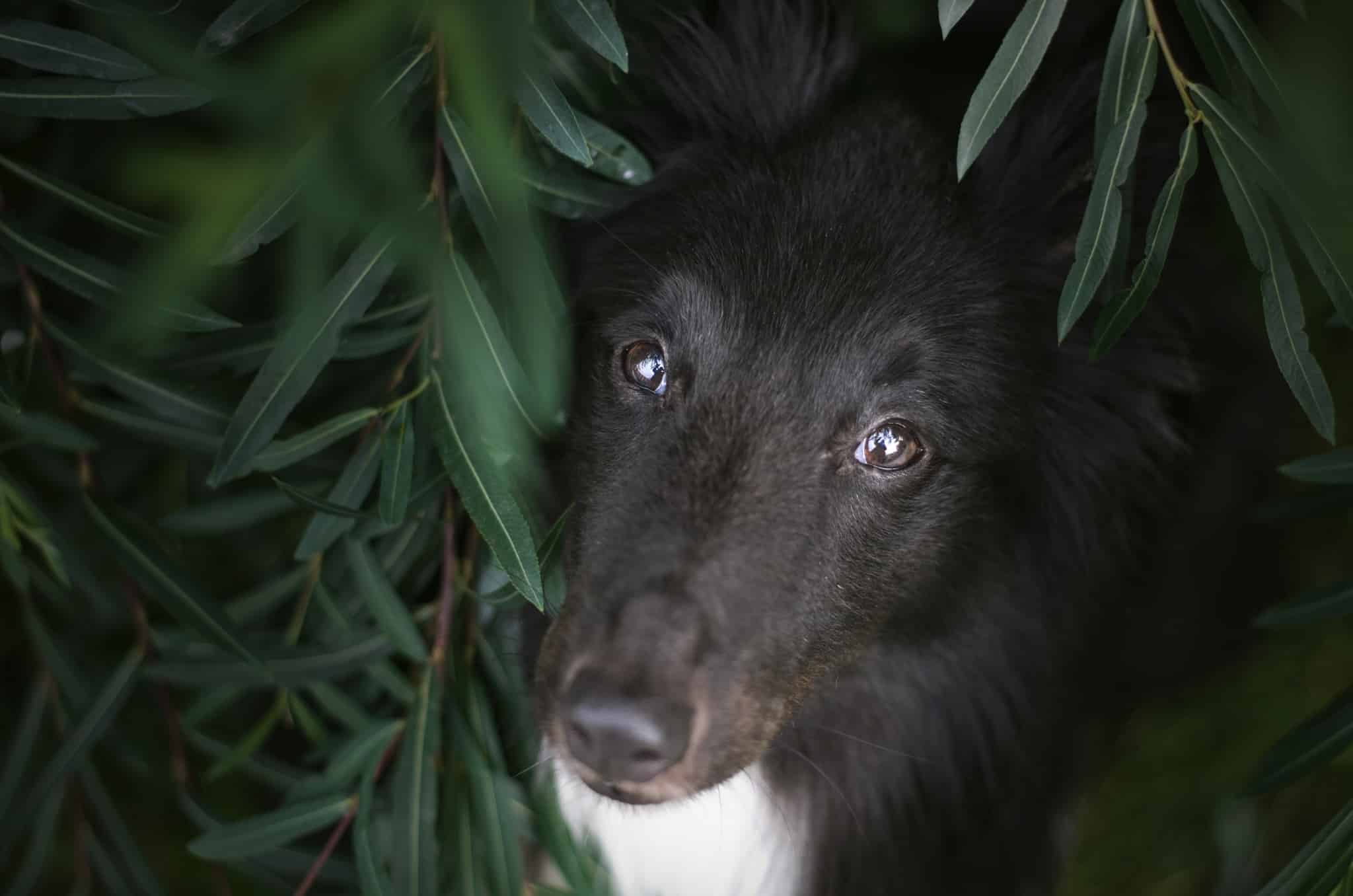 Míša Malá and Eliška Hrůzová agree that dog photography is not always easy