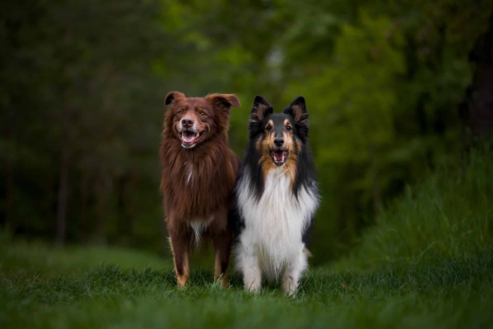 Míša Malá and Eliška Hrůzová agree that dog photography is not always easy