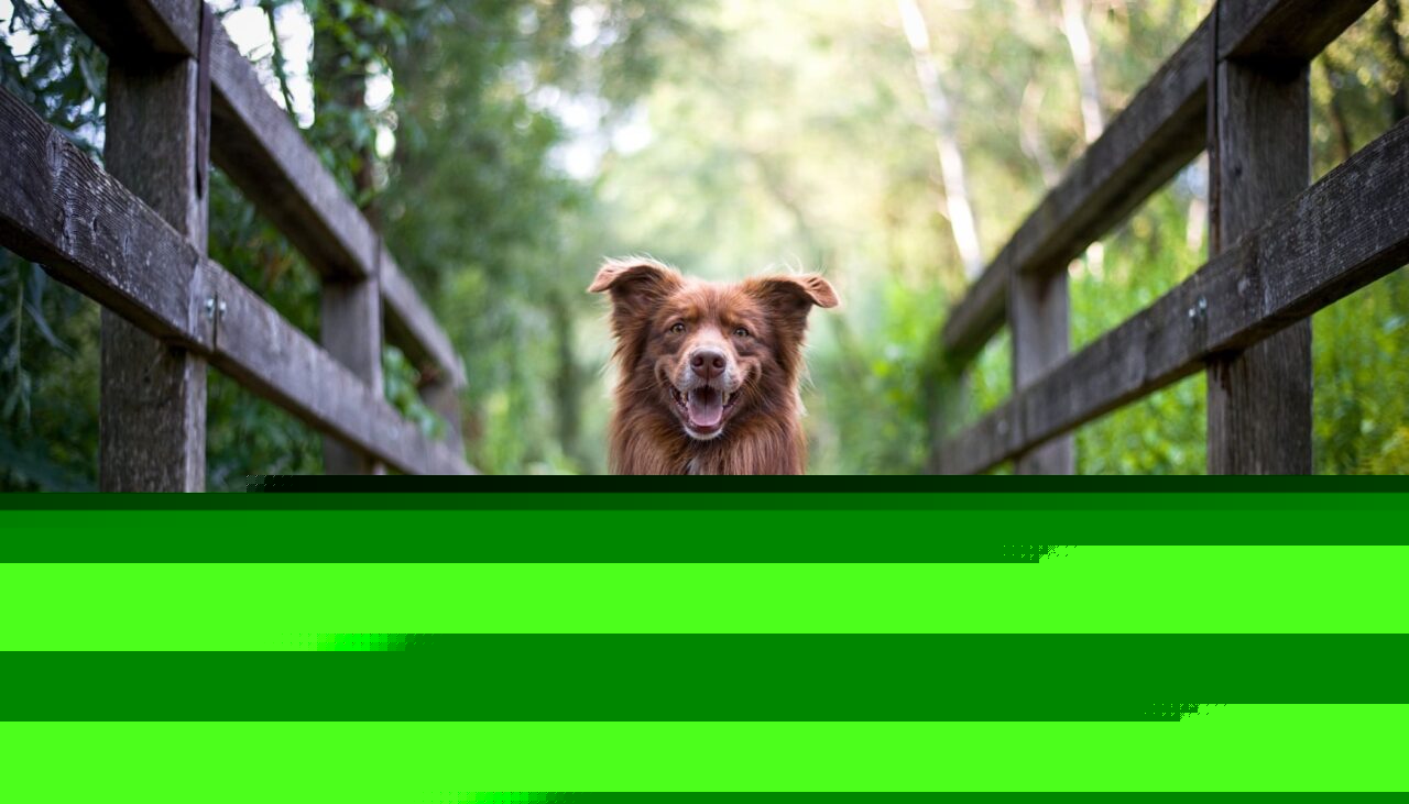 Catching your dog’s attention with sounds and rolling on the floor