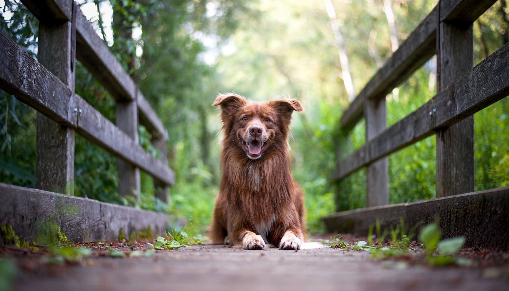 ‘Sometimes you’re crawling around on the floor with the dog …or trying to get the dog’s attention using all sorts of sounds.’ Míša Malá and Eliška Hrůzová agree that dog photography is not always easy.