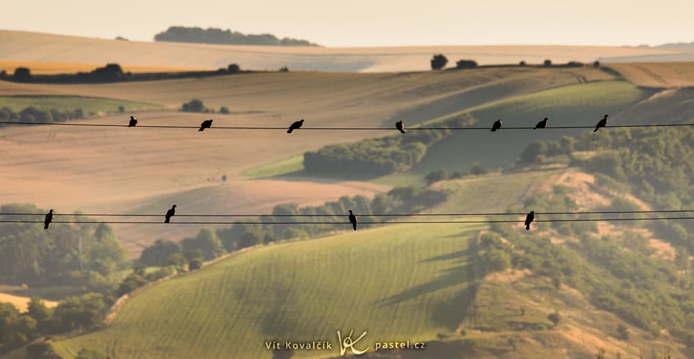 Bird Photography Basics