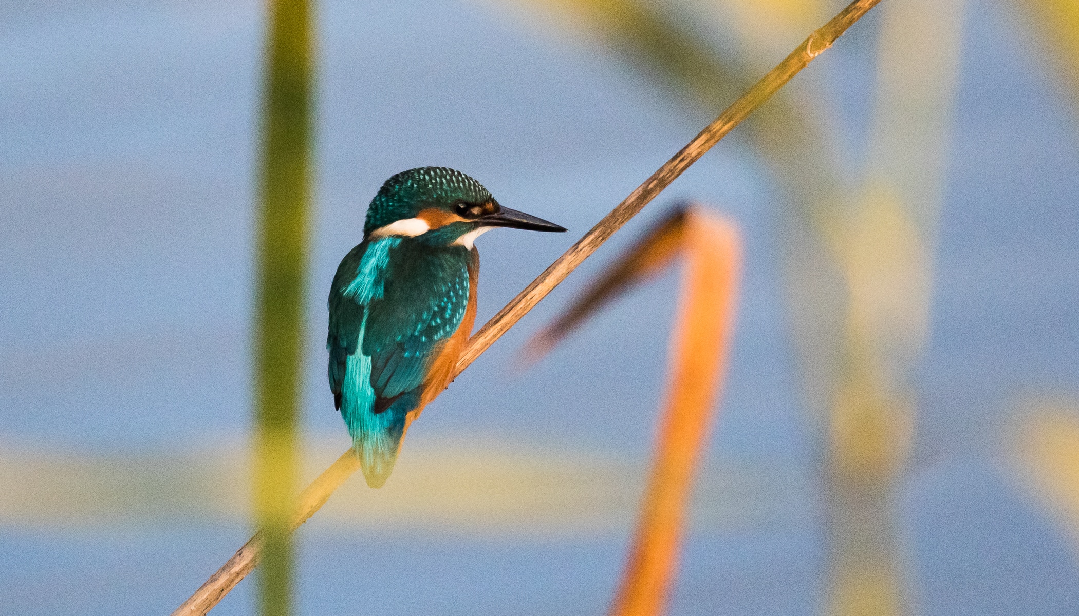 Bird Photography Basics