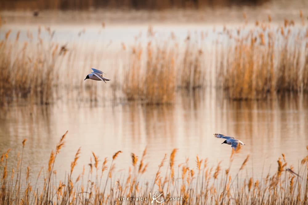 Bird Photography Basics