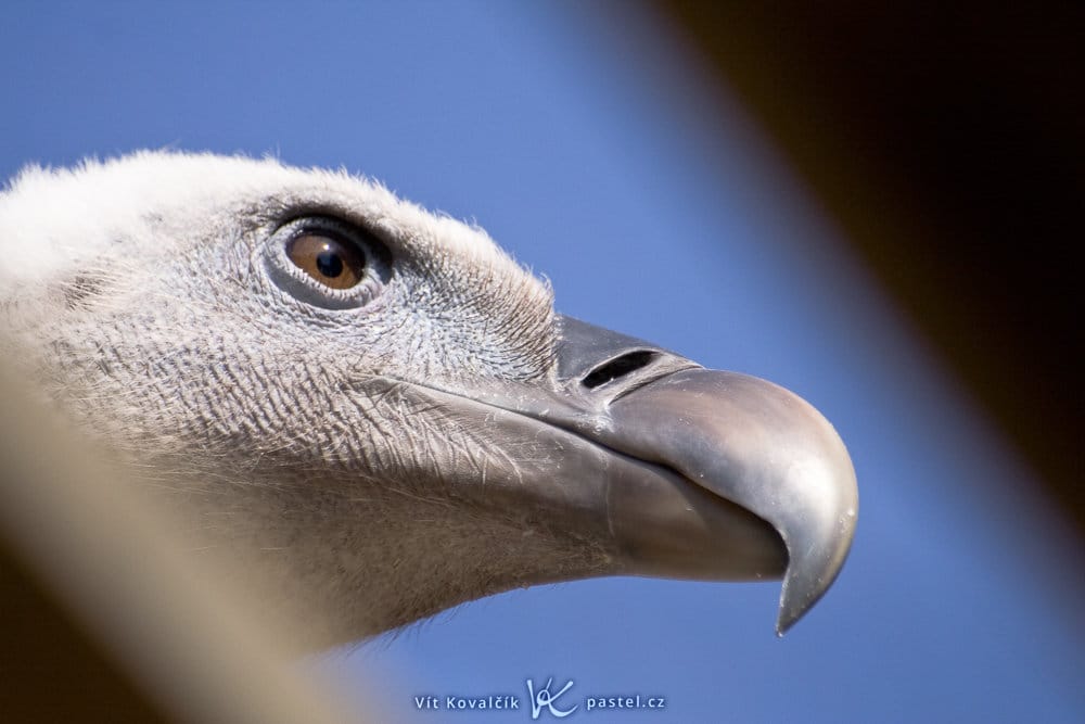 Bird Photography Basics