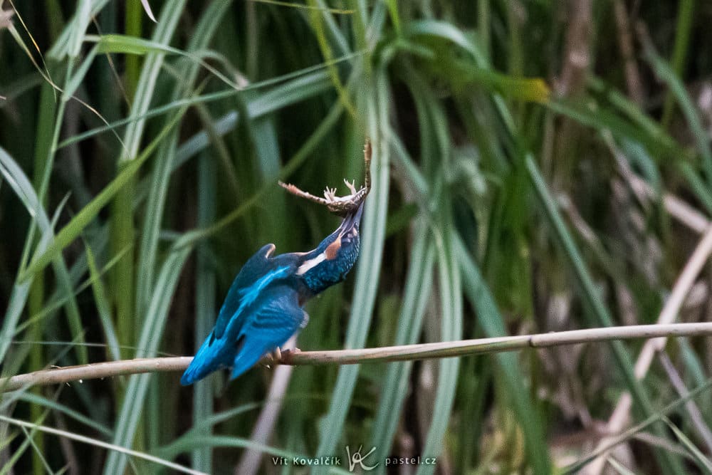 Bird Photography Basics