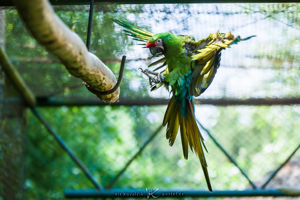 Bird Photography Basics