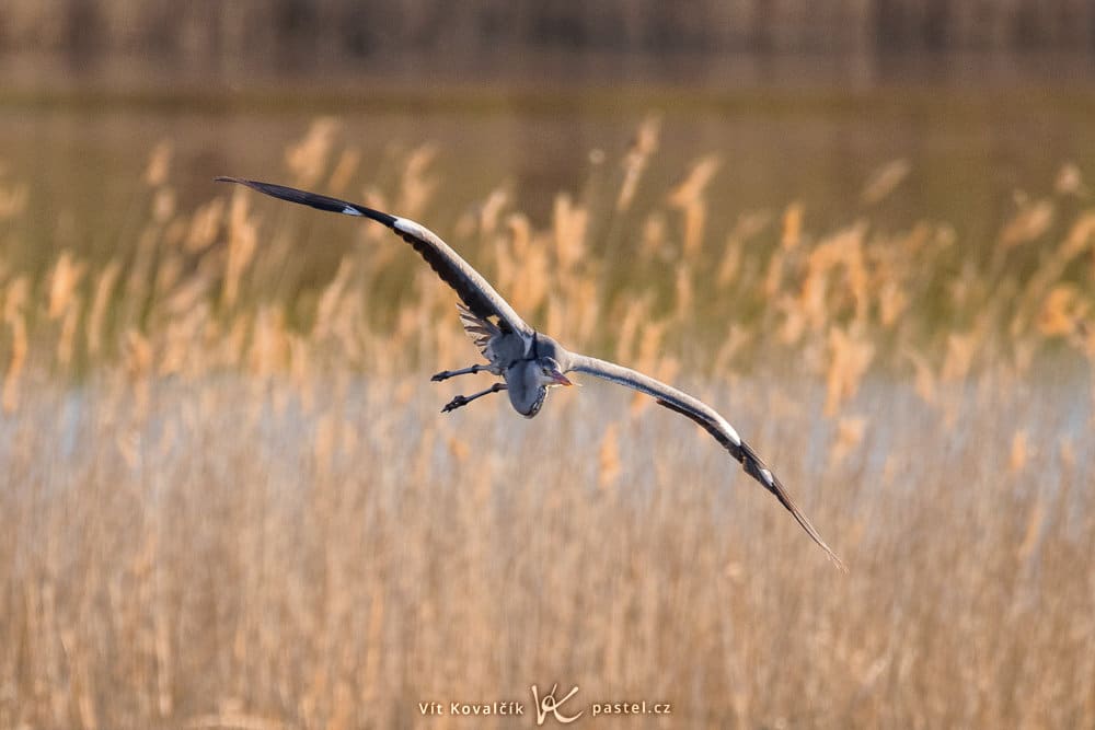 Bird Photography Basics
