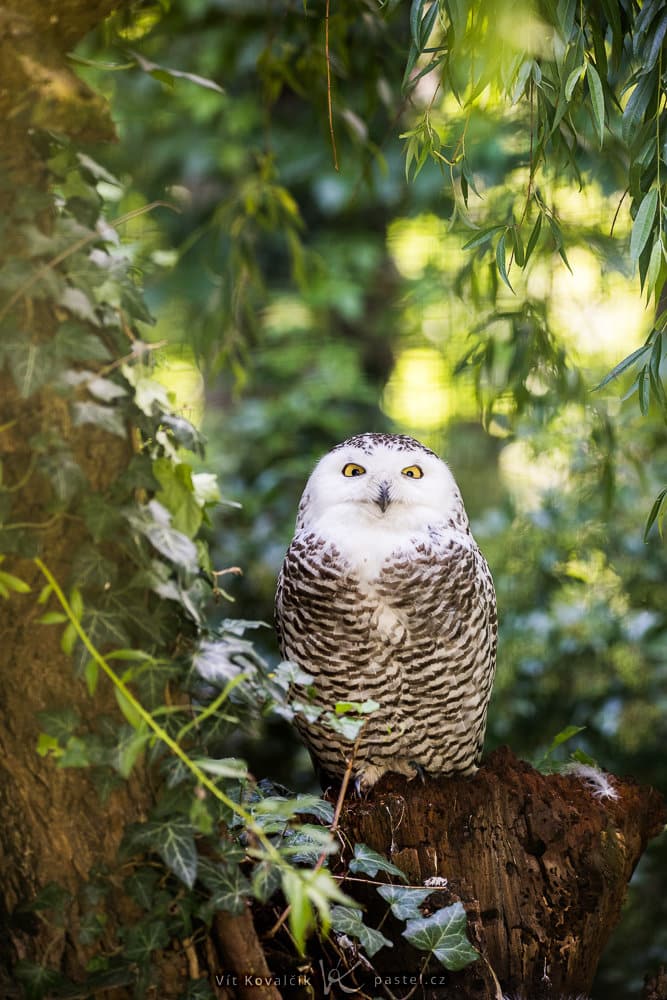 Bird Photography Basics