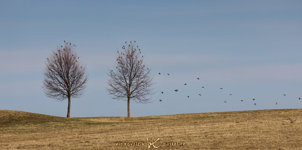 Bird Photography Basics