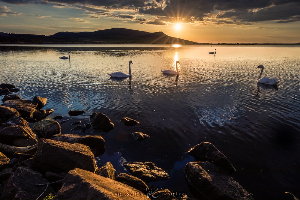 Bird Photography Basics