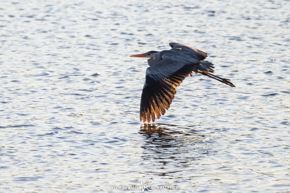 Bird Photography Basics