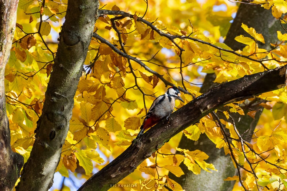 Bird Photography Basics