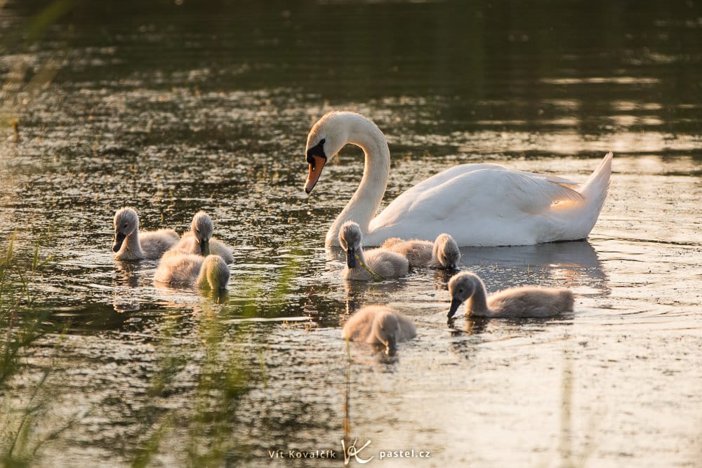 Spring Photography Inspiration