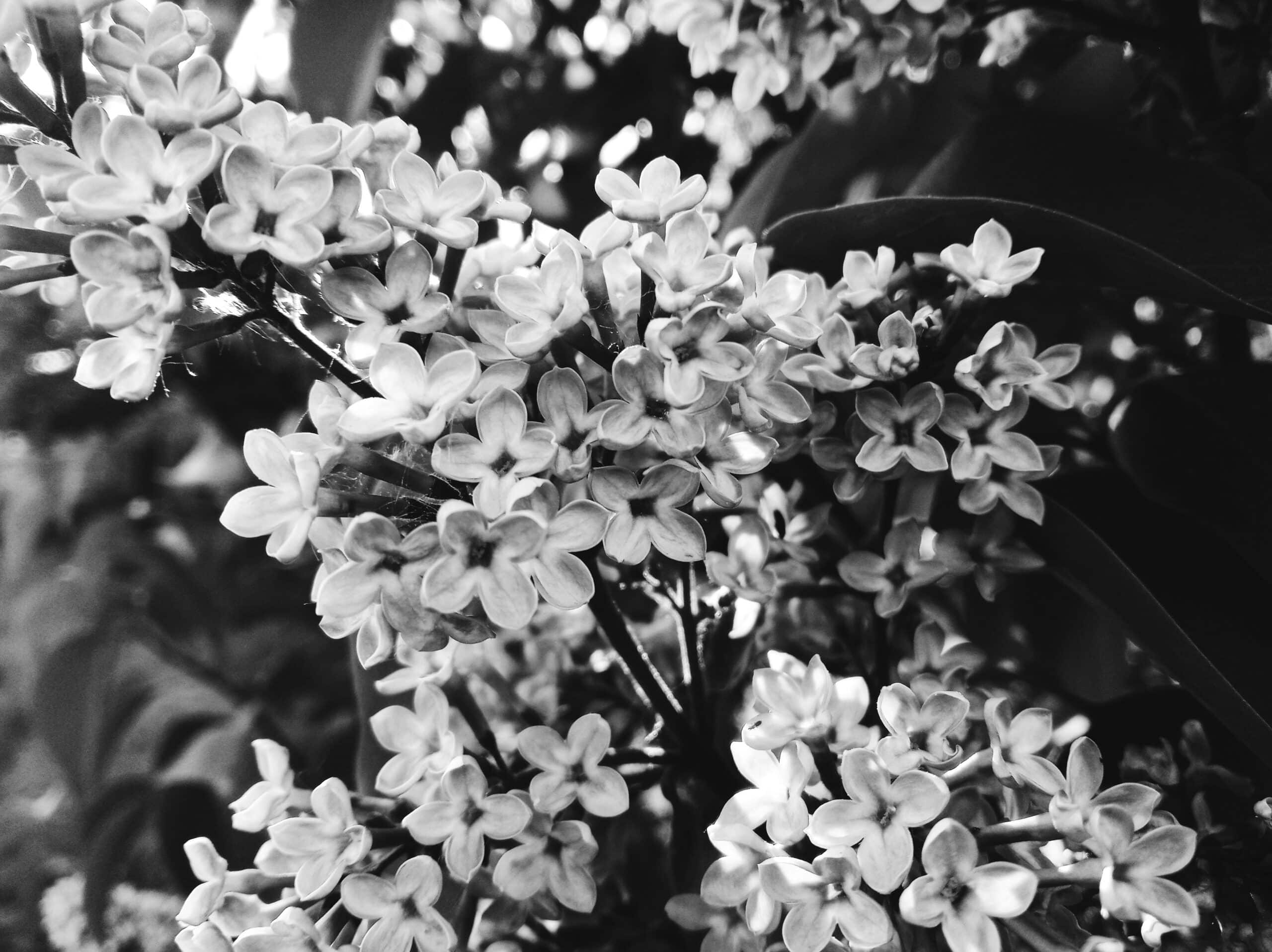 black and white with color flowers