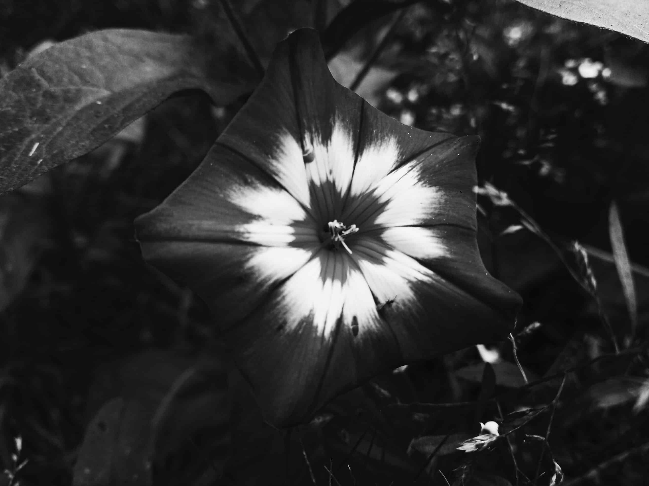 black and white nature photography with color accents