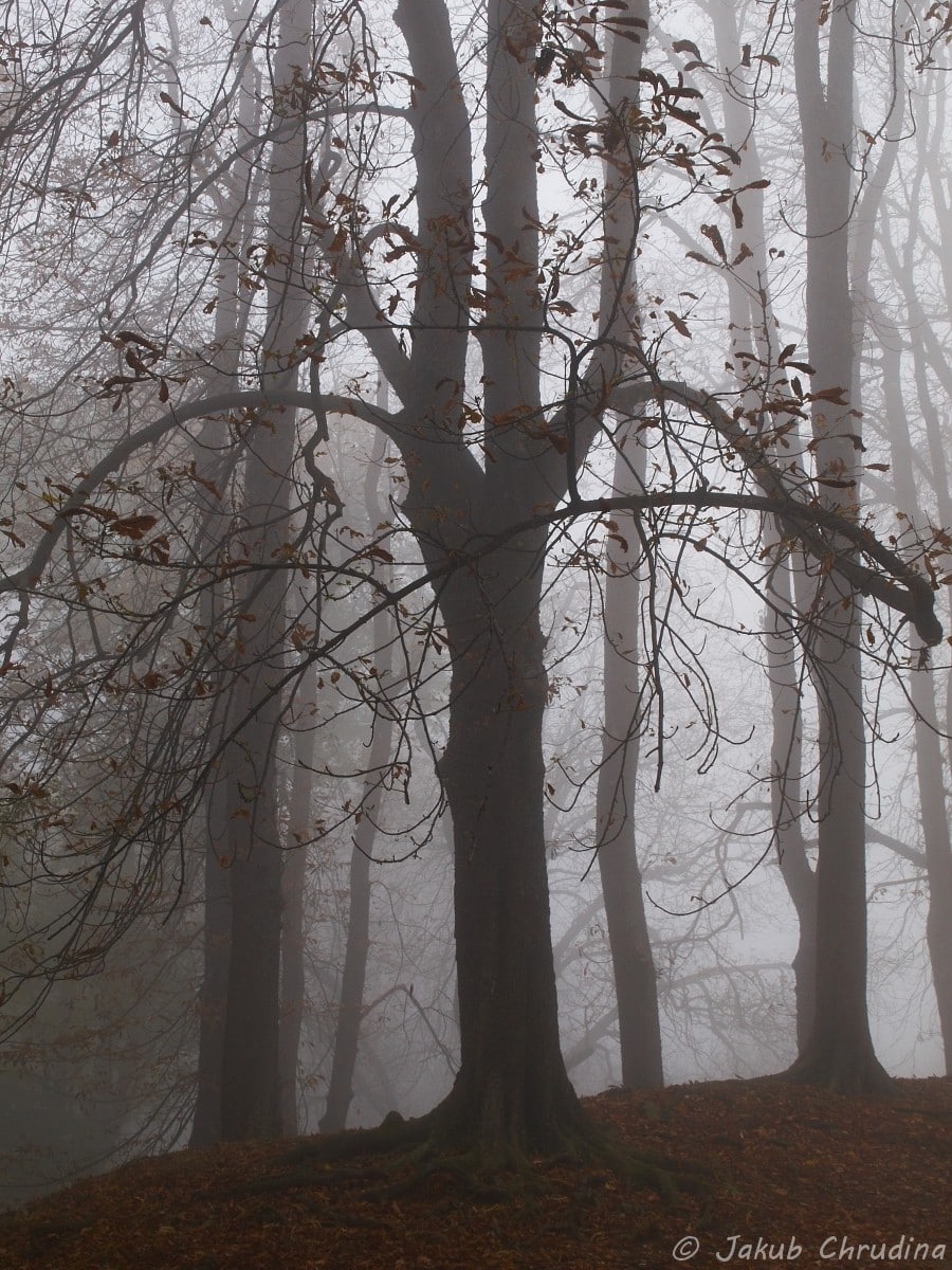 Eight Fall Photography Ideas