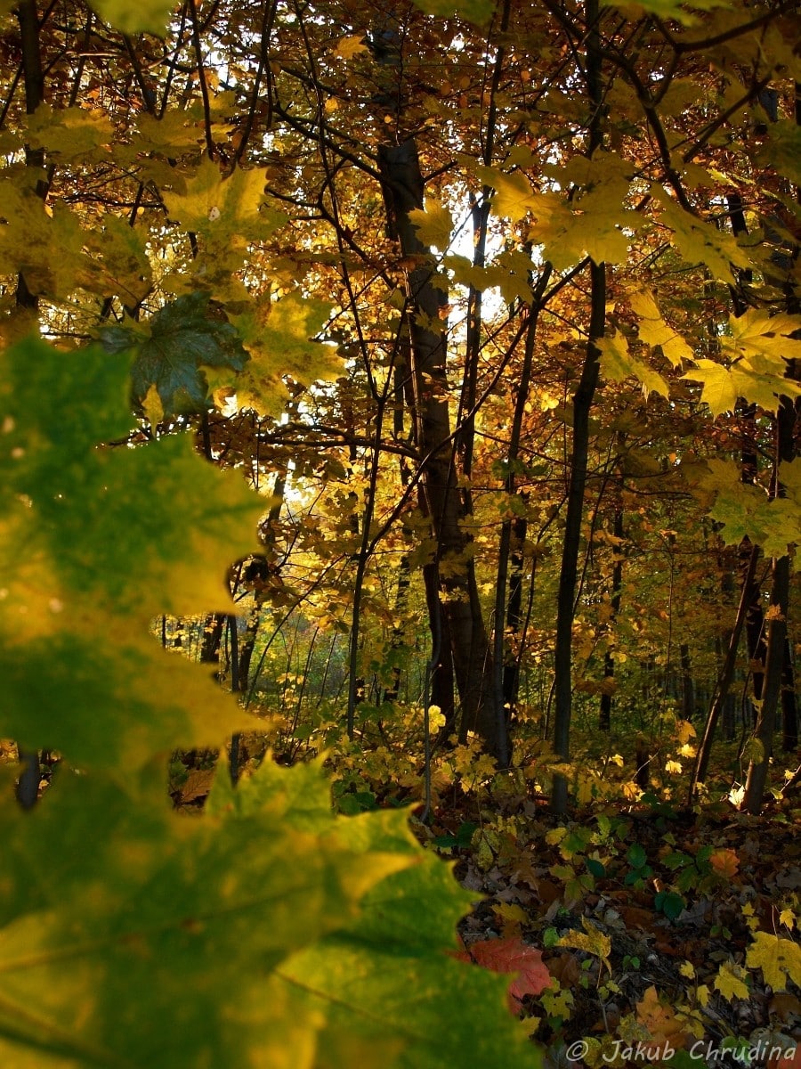 Eight Fall Photography Ideas