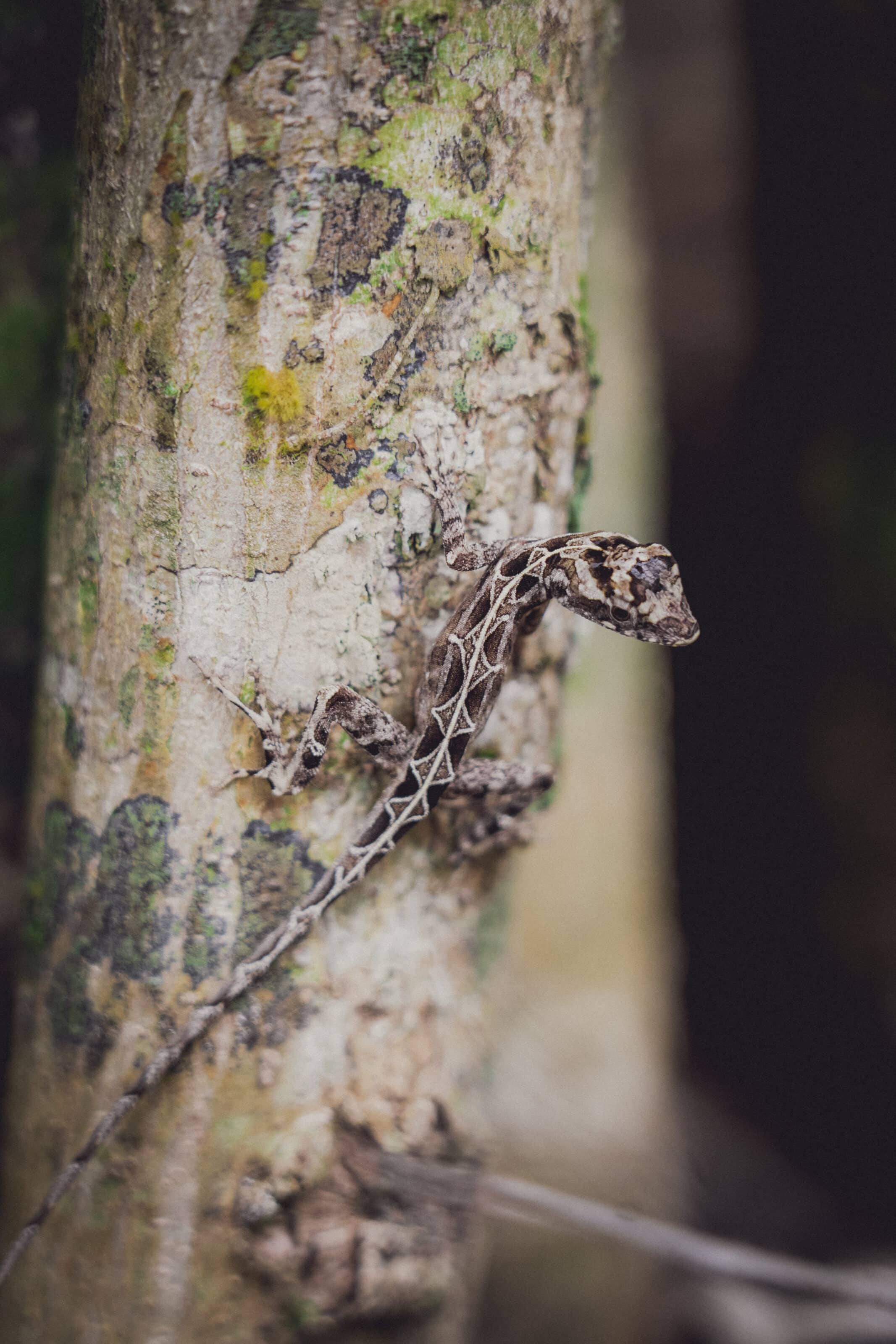 Mexico and Guatemala