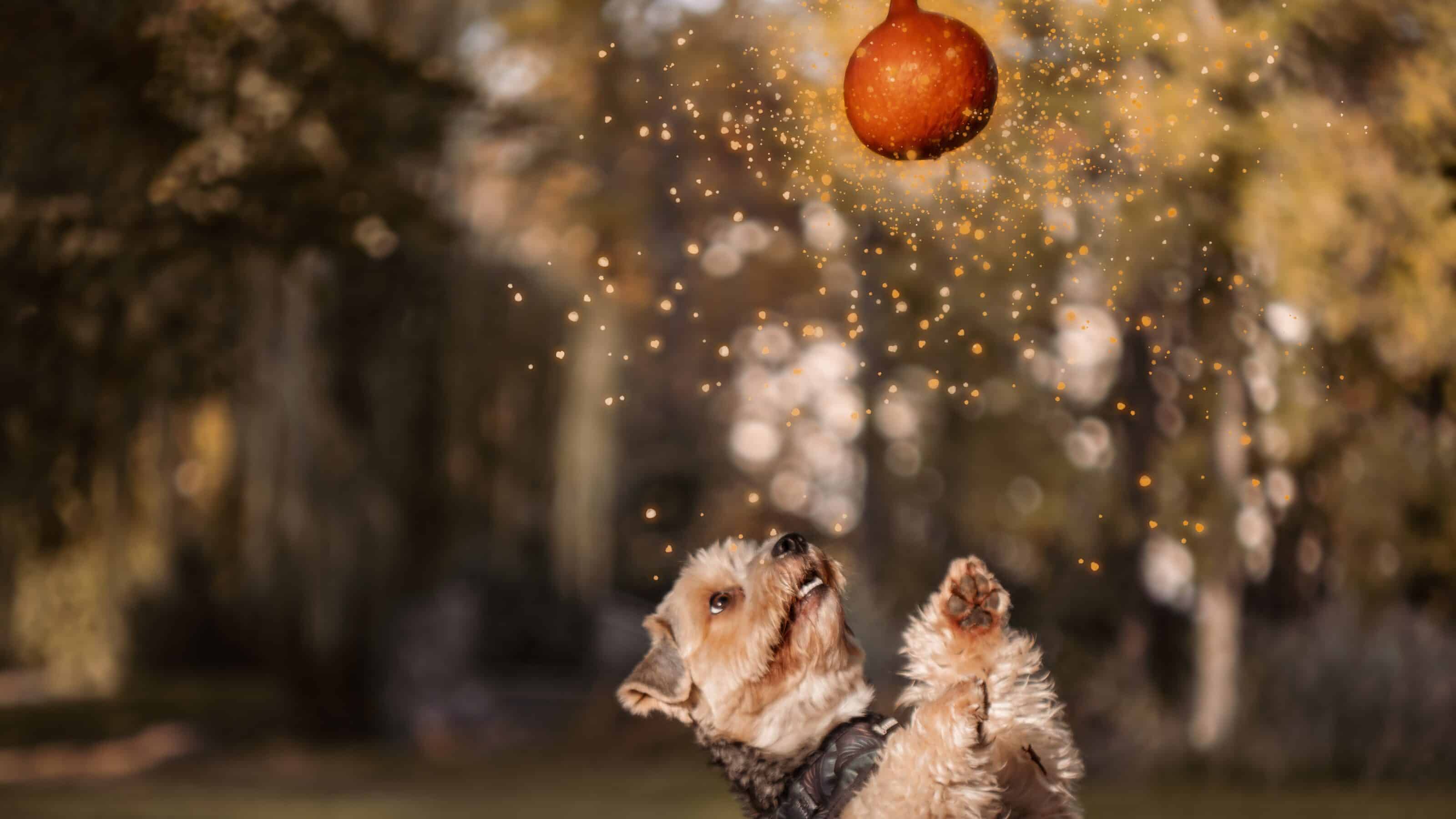 A Halloween Photoshoot with Man’s Best Friend