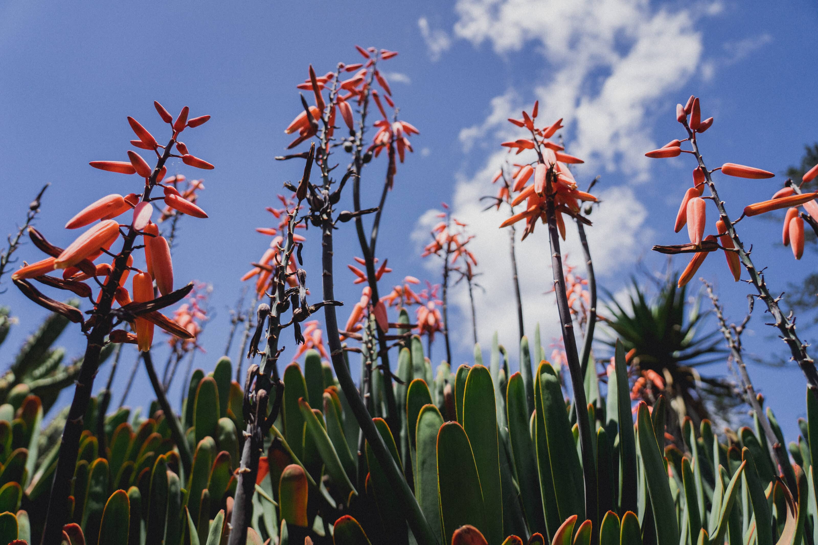 Madeira - a Photographer’s Paradise