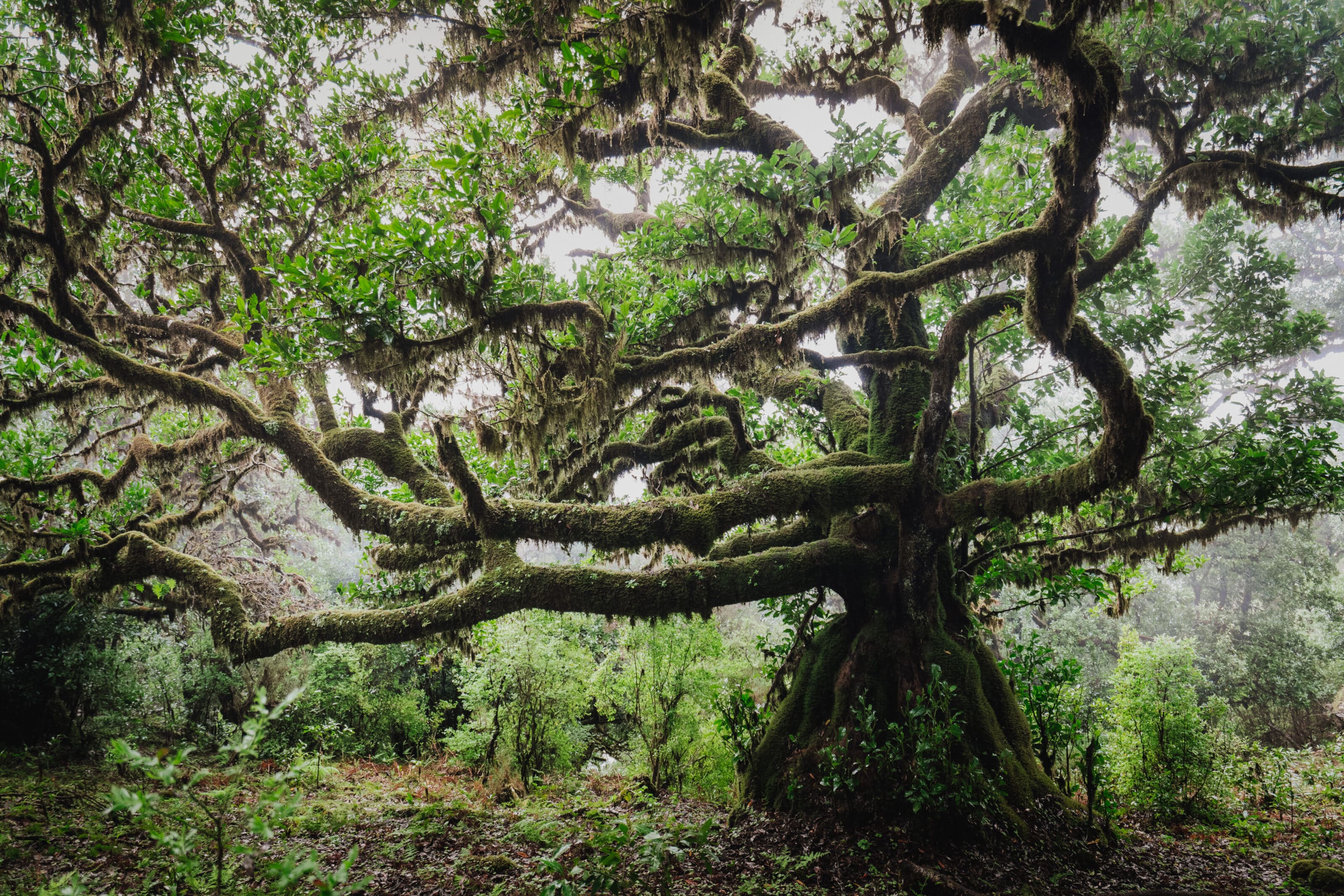 Madeira - a Photographer’s Paradise