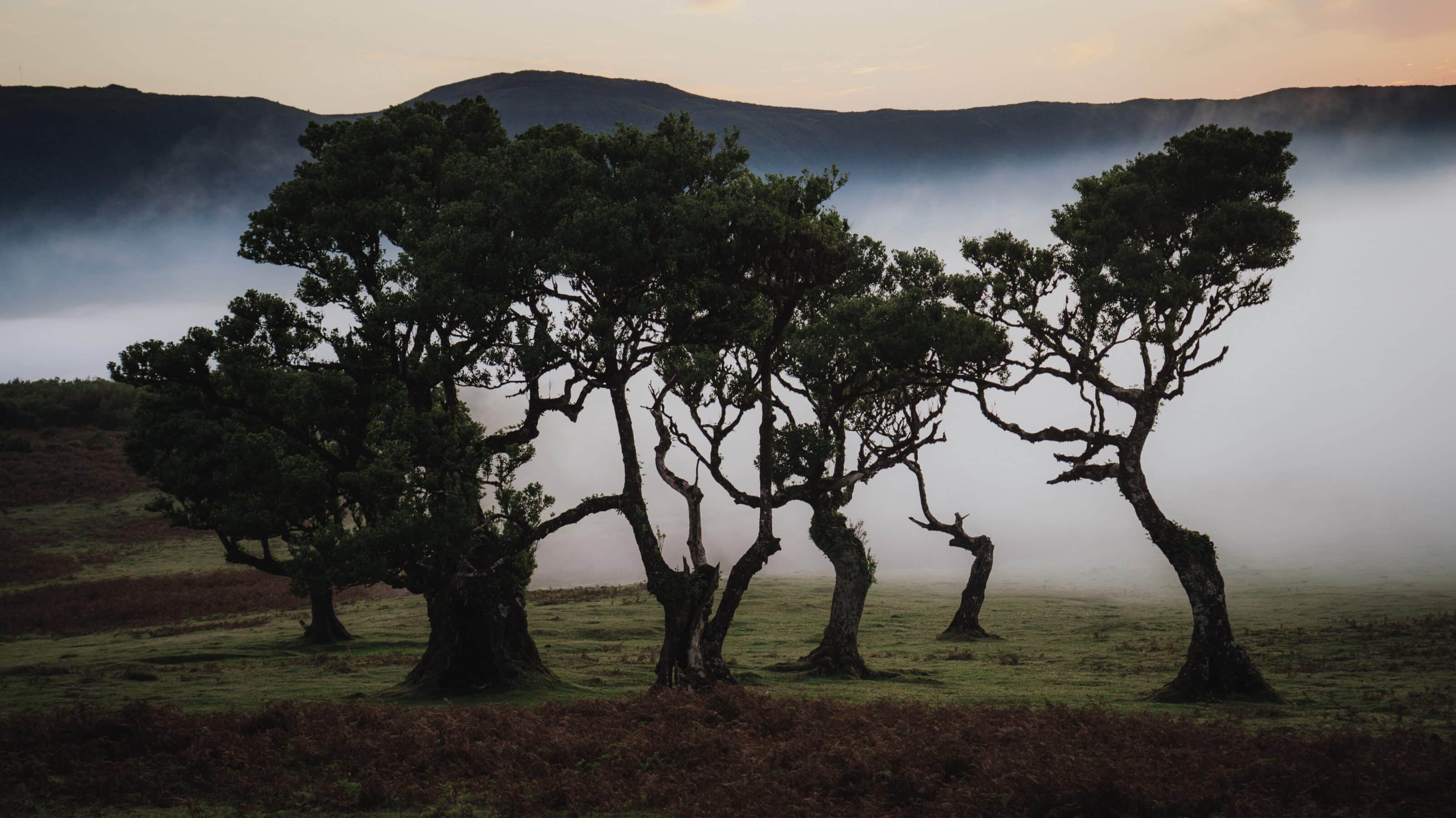 Madeira - a Photographer’s Paradise