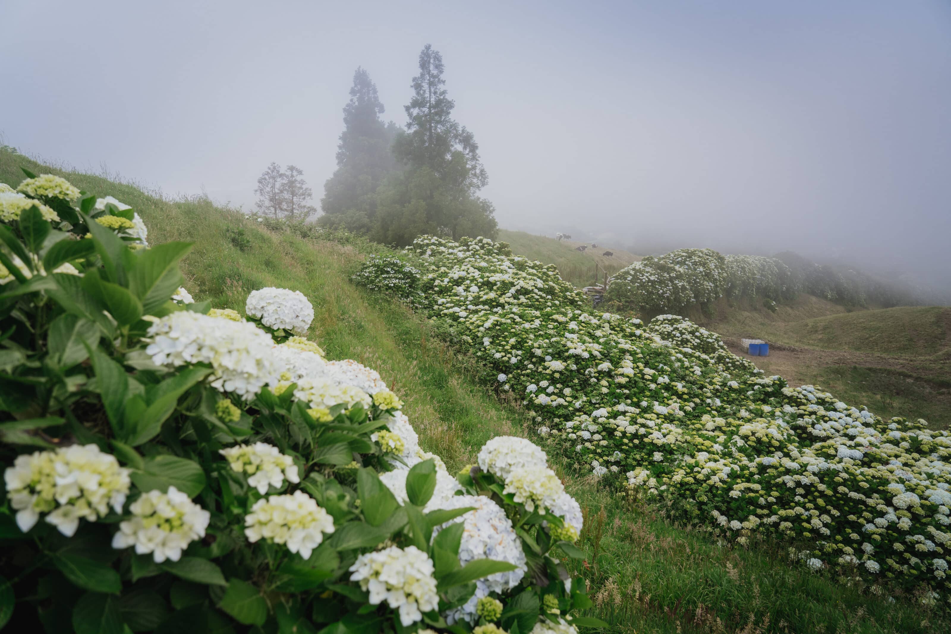The Azores