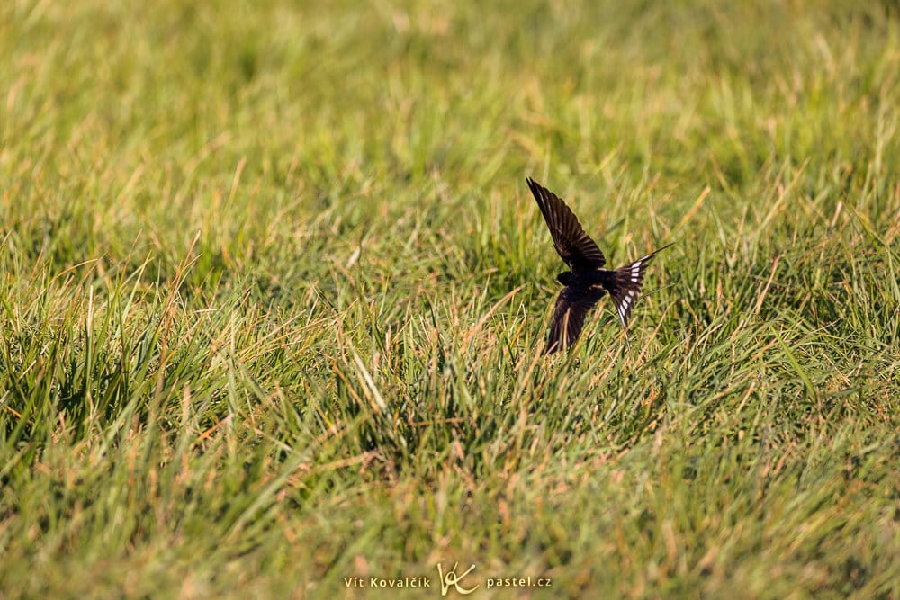 Autofocus in Mirrorless Cameras