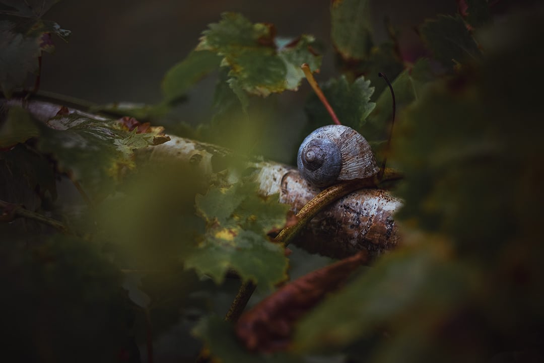 Six Reasons to Try Shooting with Vintage Lenses