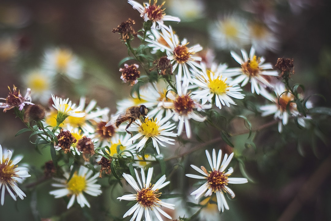 Six Reasons to Try Shooting with Vintage Lenses