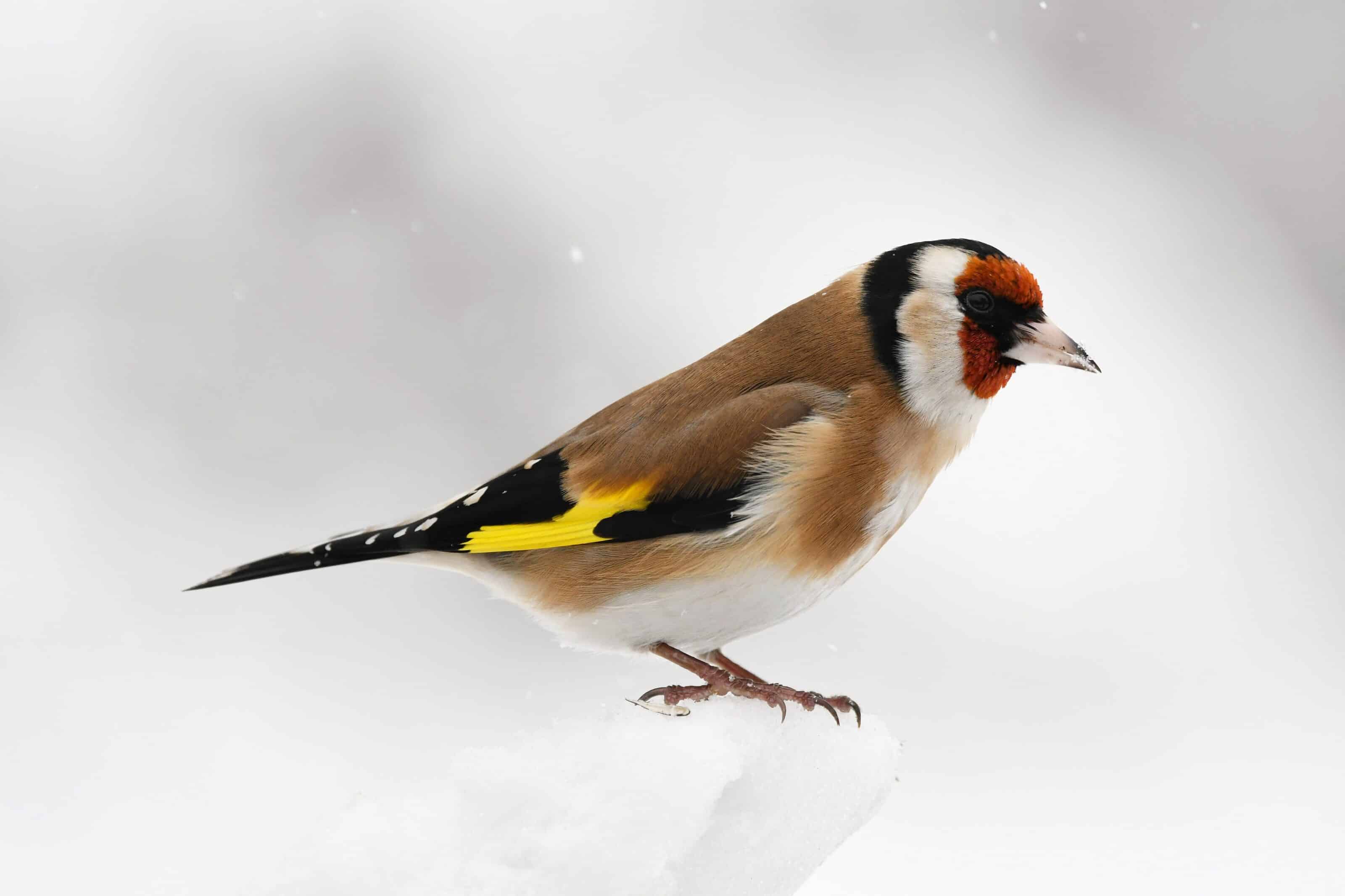 Interview Michal Bogár