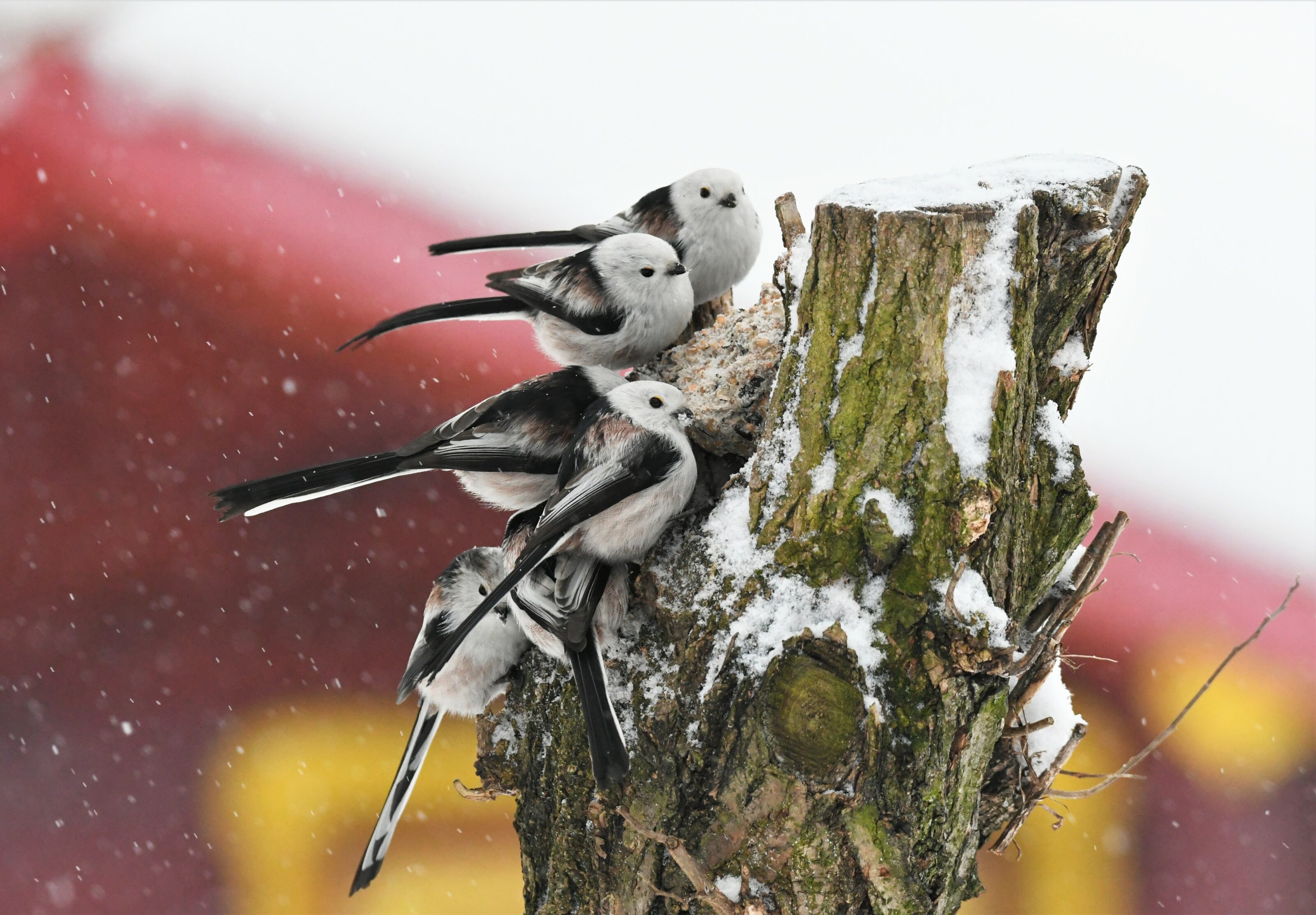 Interview Michal Bogár