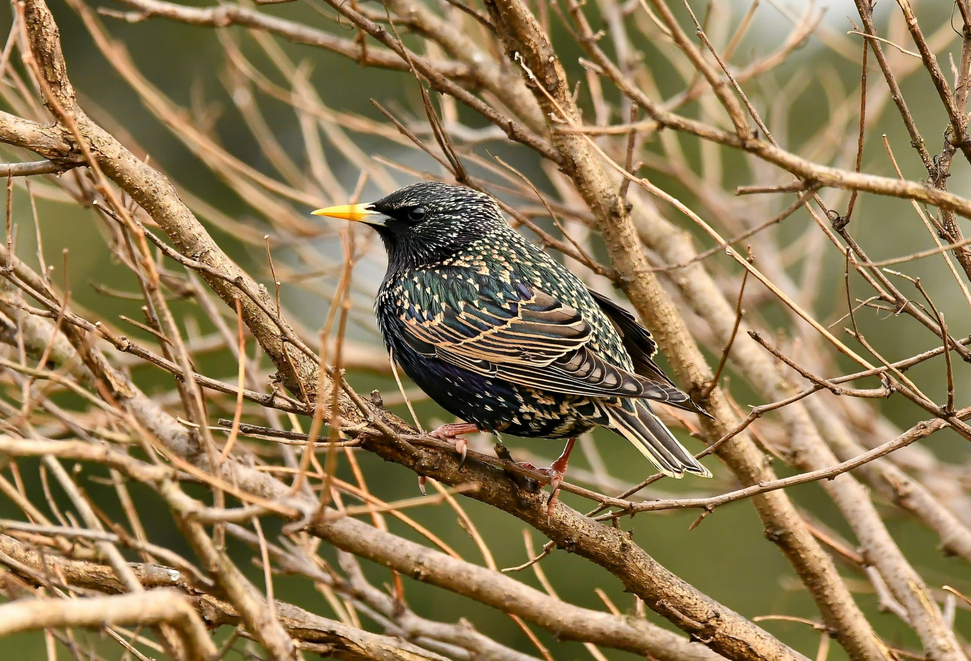 Interview Michal Bogár