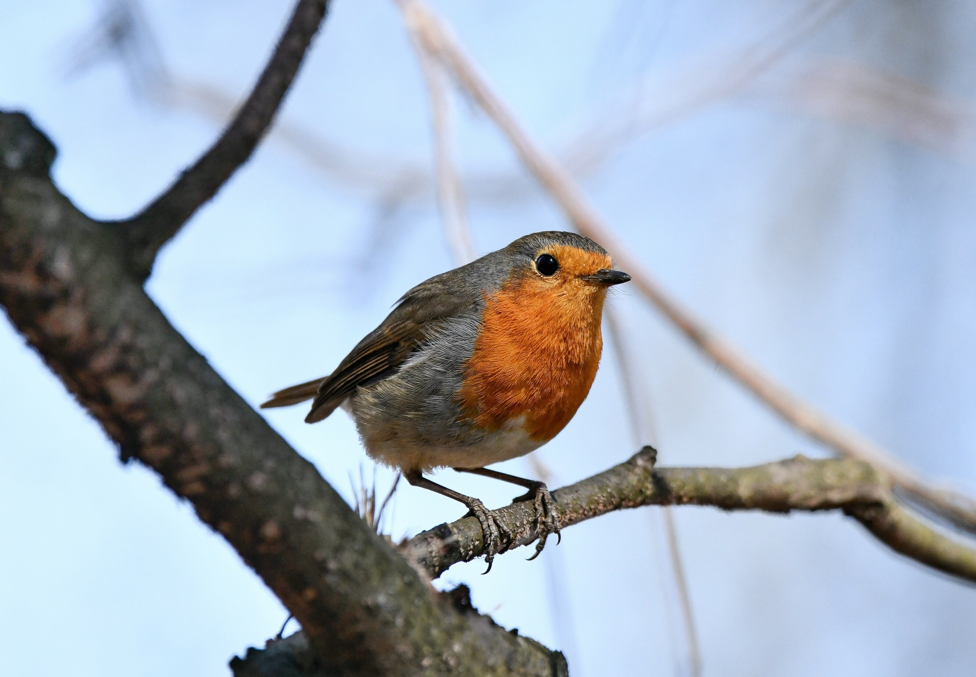Interview Michal Bogár