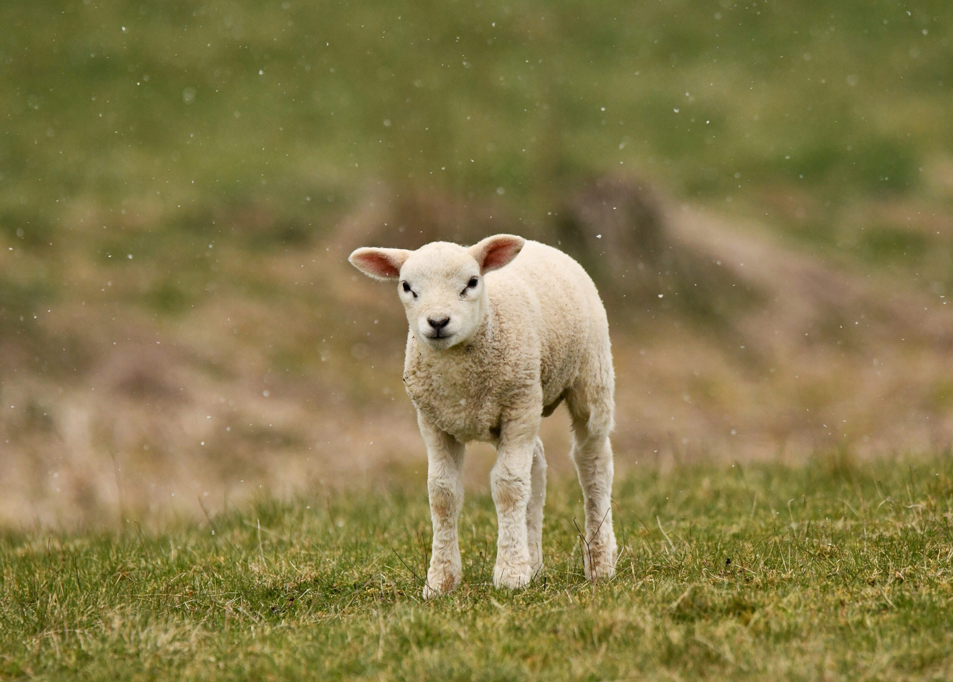 Interview Michal Bogár