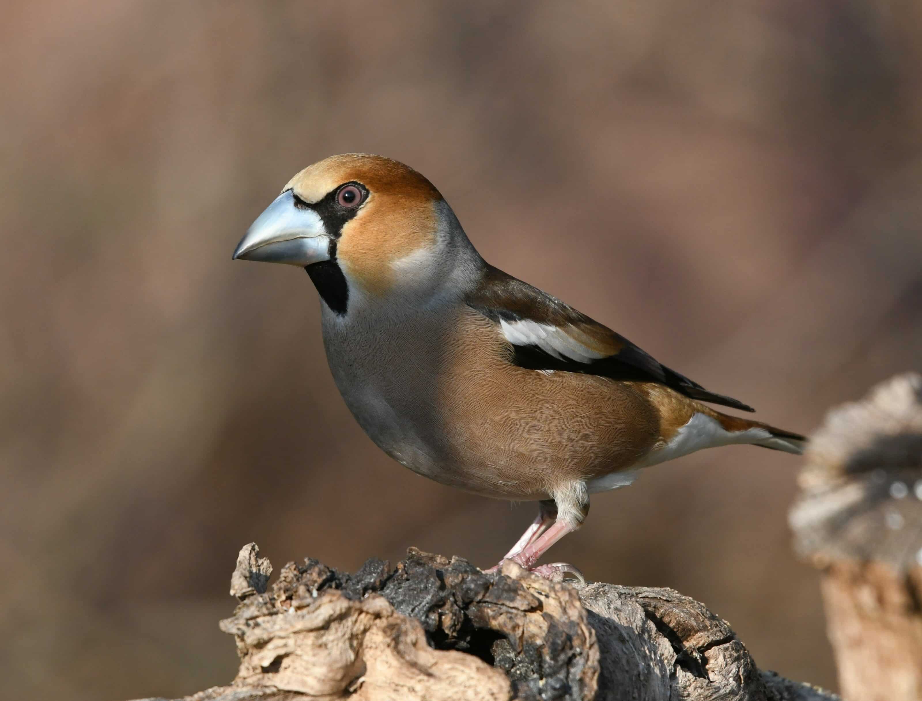 Interview Michal Bogár