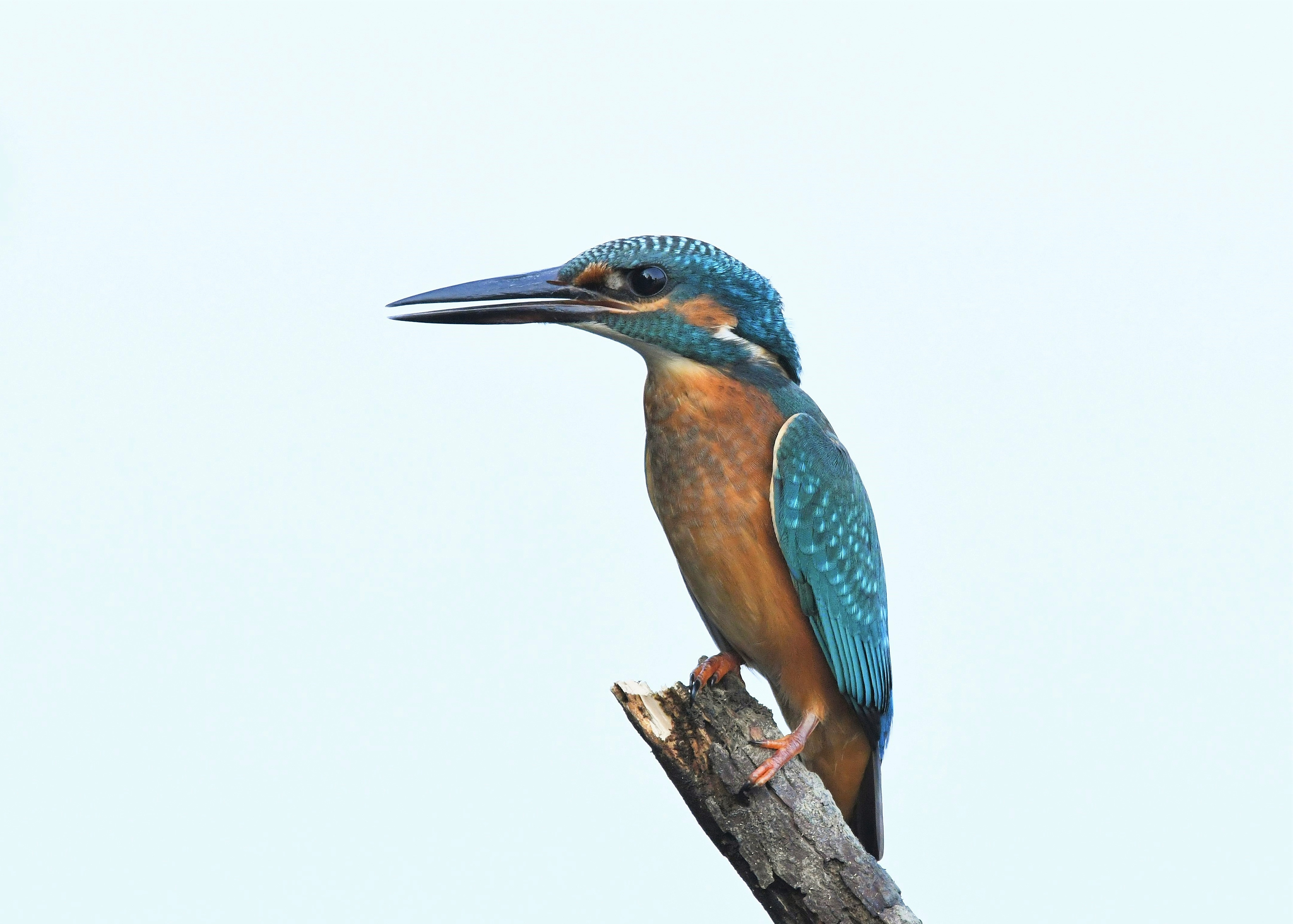 Interview Michal Bogár