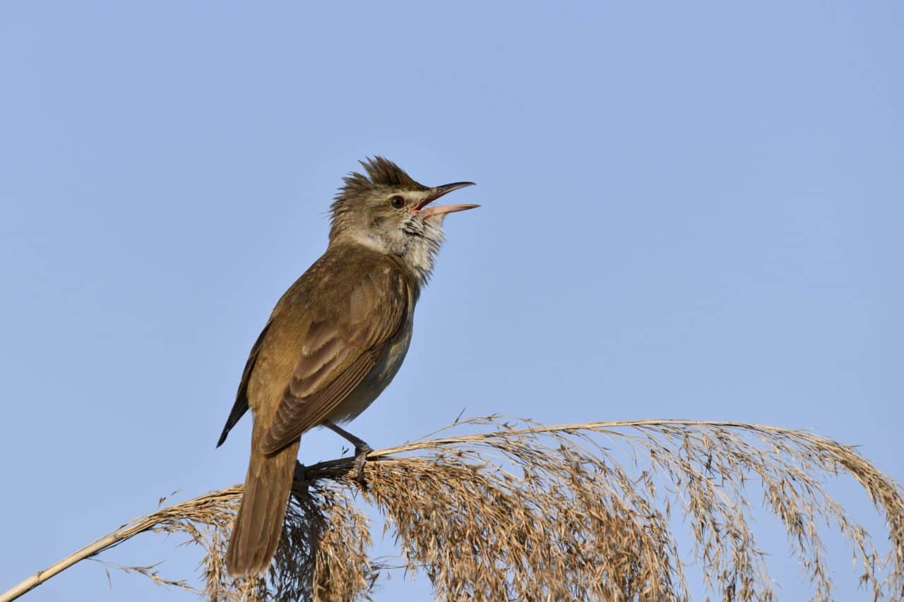 How I Photographed the Reed Warbler