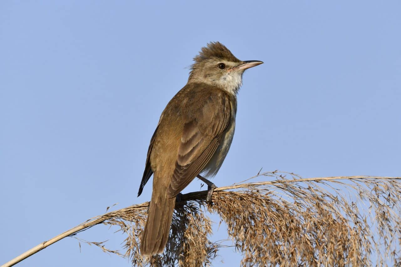 How I Photographed the Reed Warbler