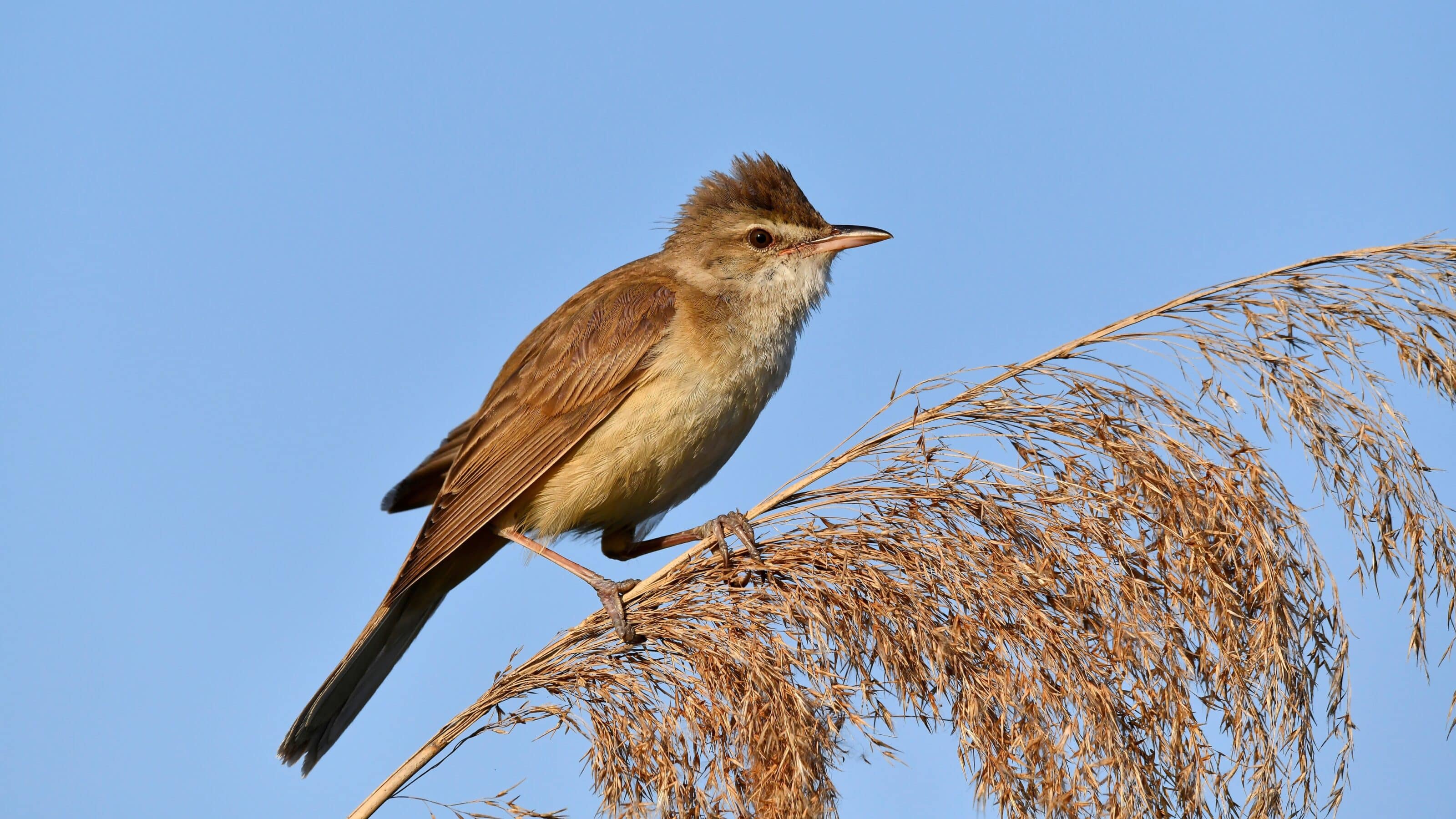 How I Photographed the Reed Warbler