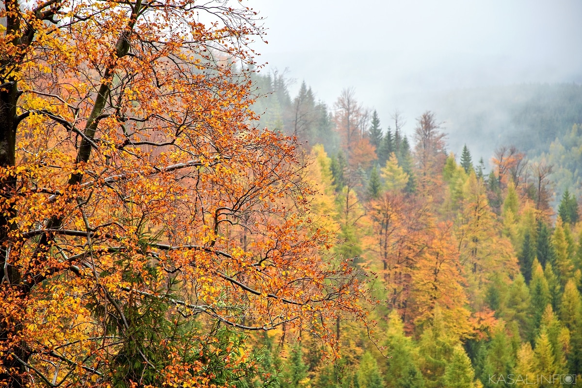 TOP 10 Photos from Our Readers, ambassador, Daniel Kasal