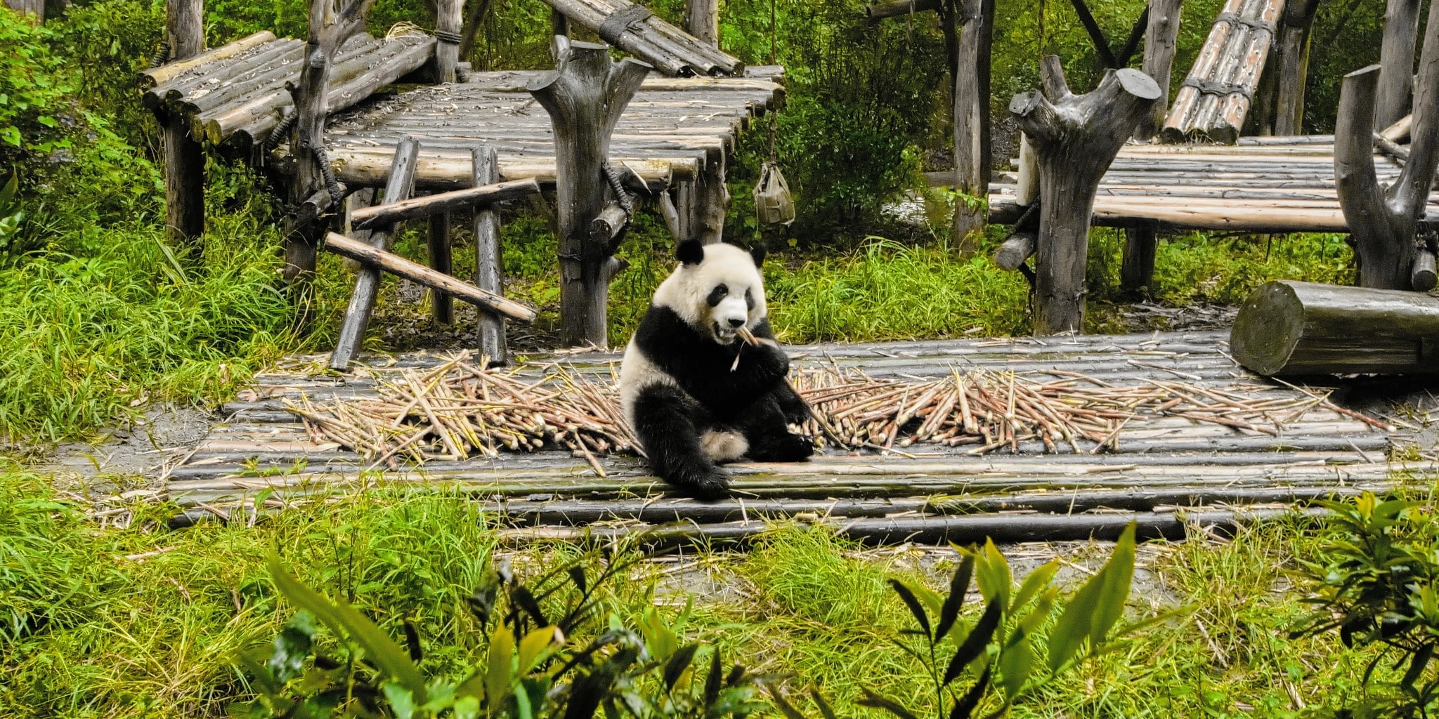 Pandas, Buddhas, and a Glass Bridge in China