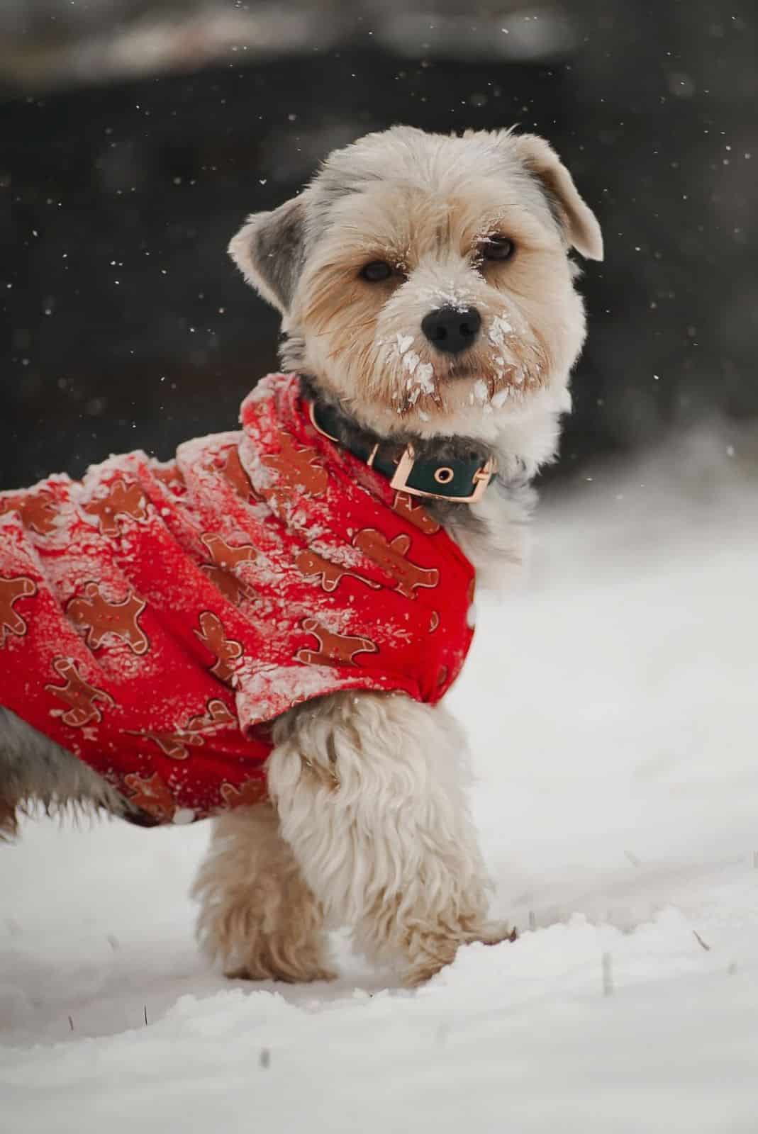 TOP 10 Photos from Our Readers, Holiday Tidbits, Sonya Mátlová