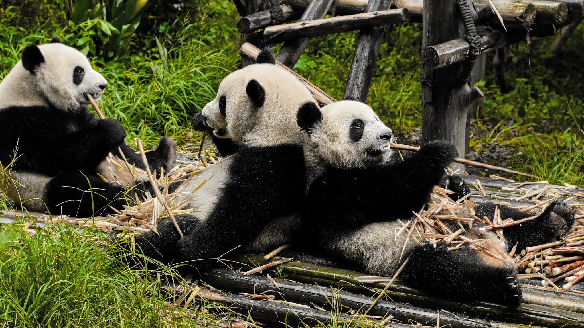 Pandas, Buddhas, and a Glass Bridge in China | Learn Photography